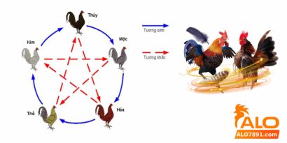 màu mạng gà đá alo789