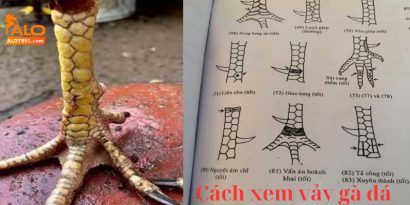 cach xem vay ga da chinh xac biet uu nhuoc diem cua ga