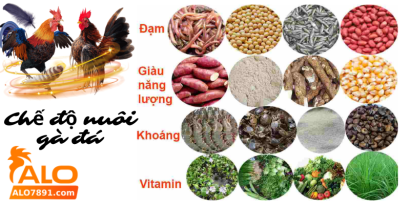 che do nuoi ga da alo789