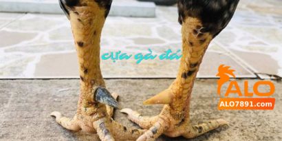 cua ga da alo789