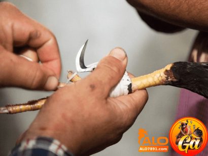 Đá gà cựa dao online cung cấp một nền tảng giải trí an toàn