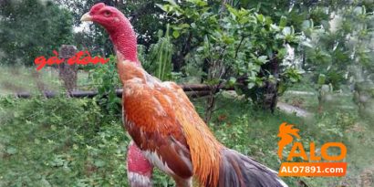 ga don da hay manh me 1